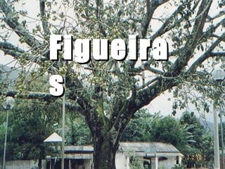 Figueiras 