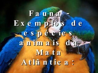 Fauna - Exemplos de espécies animais da Mata Atlântica:  