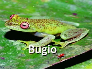 Bugio 