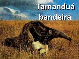 Tamanduá bandeira    