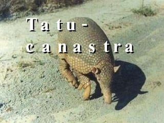 Tatu-canastra   