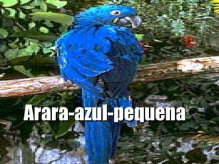Arara-azul-pequena  
