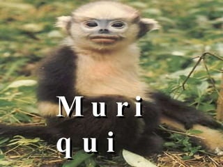 Muriqui 