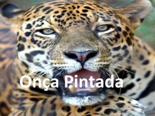 Onça Pintada 