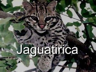 Jaguatirica  