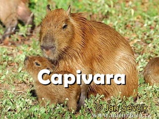Capivara 