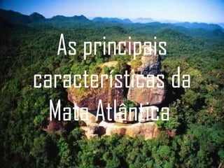 As principais características da Mata Atlântica  