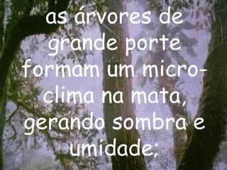 as árvores de grande porte formam um micro-clima na mata, gerando sombra e umidade; 