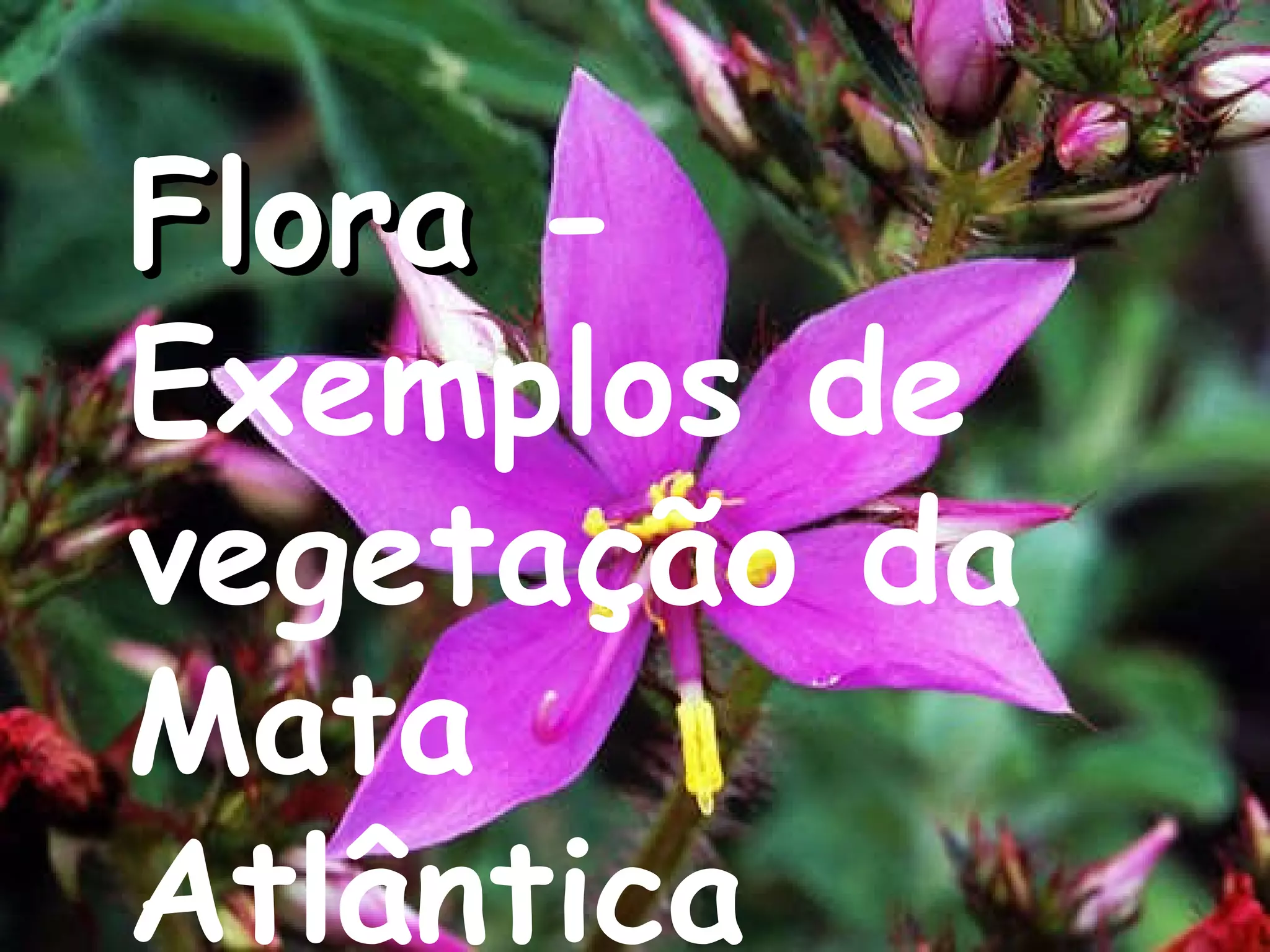 Flora  - Exemplos de vegetação da Mata Atlântica    