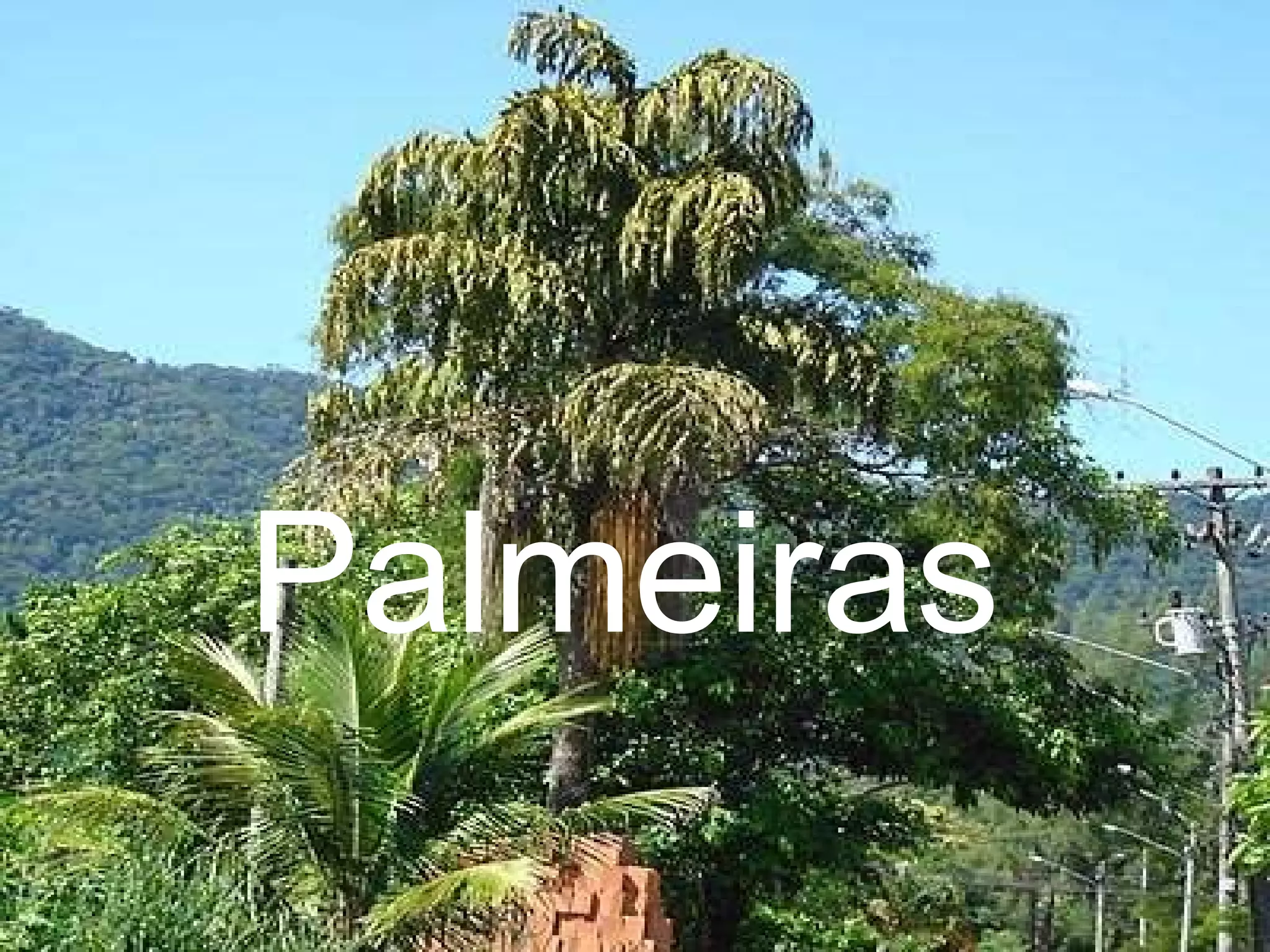 Palmeiras 