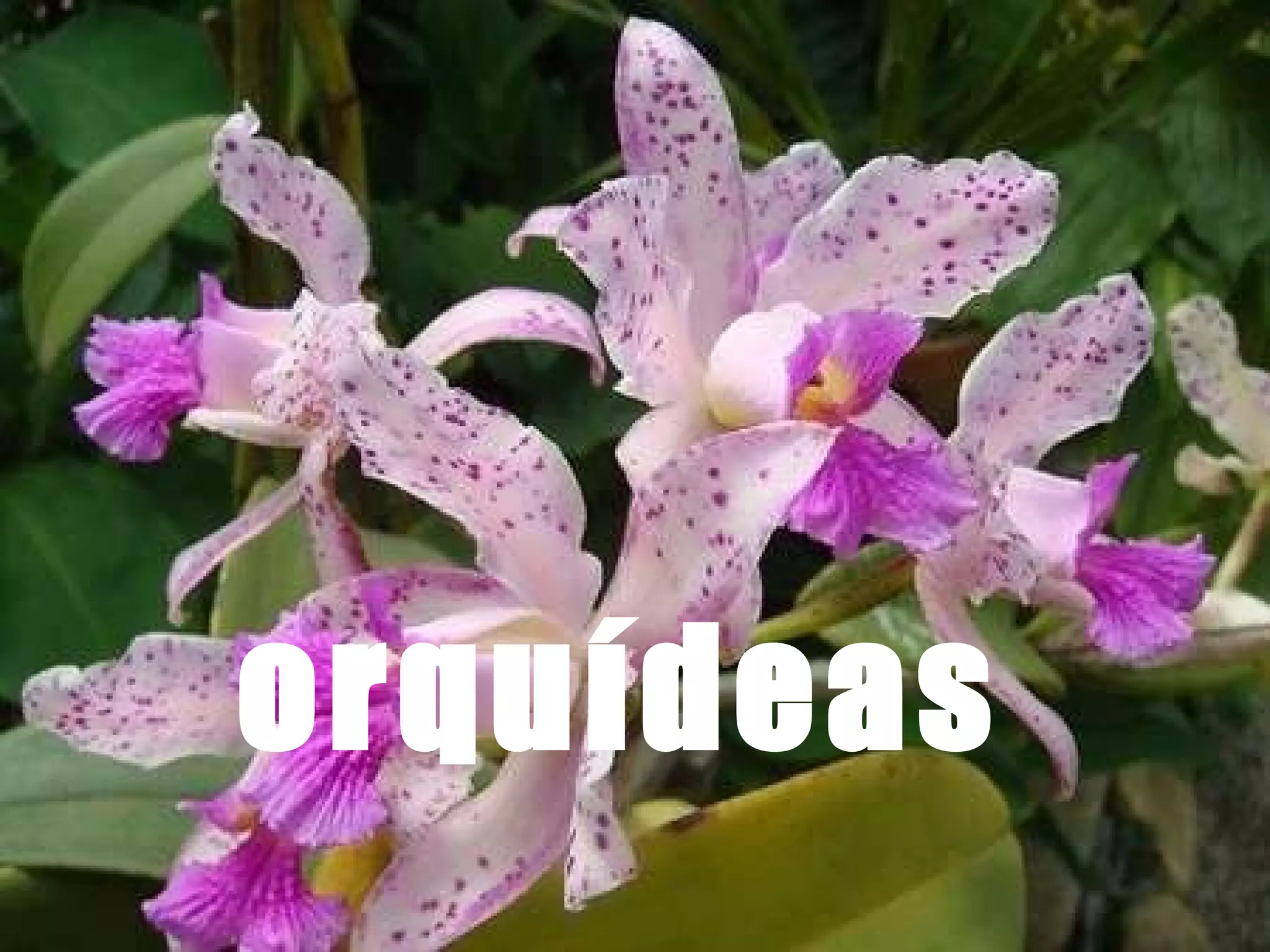 orquídeas 