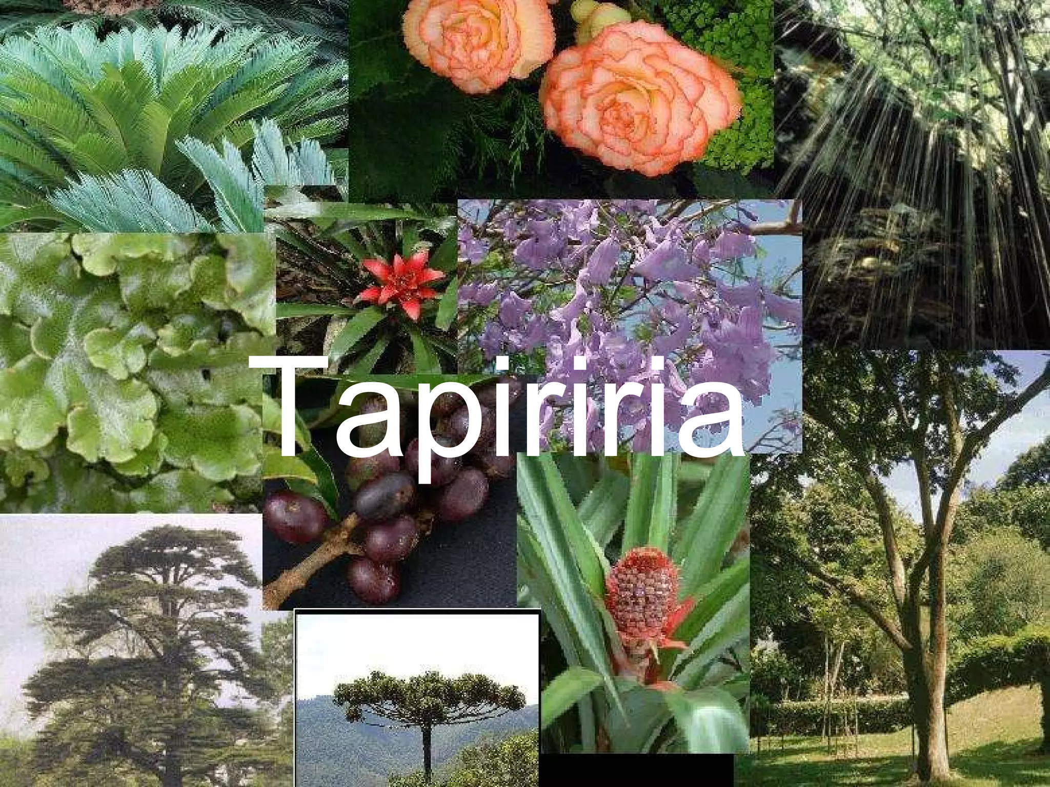 Tapiriria 