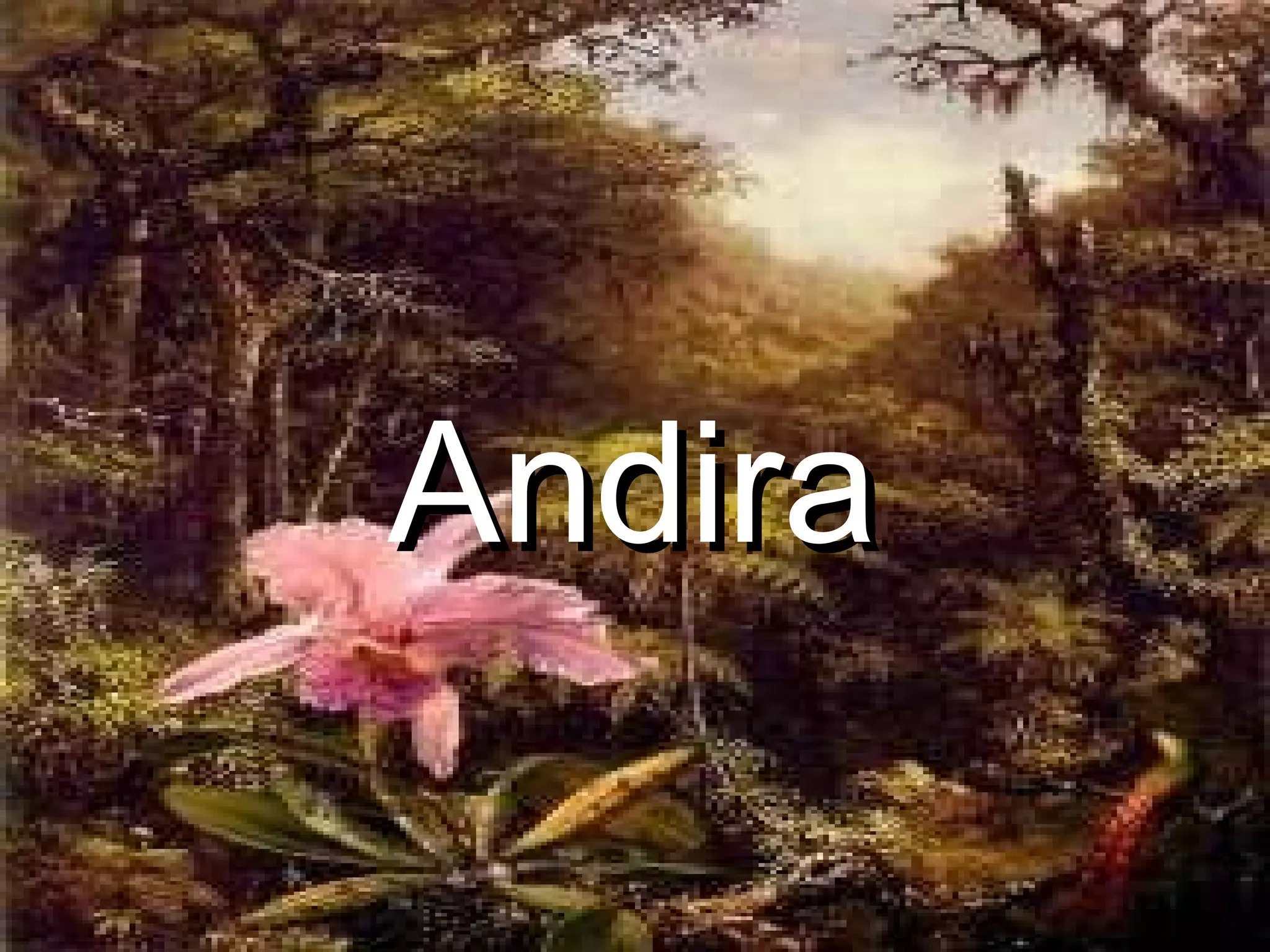 Andira 