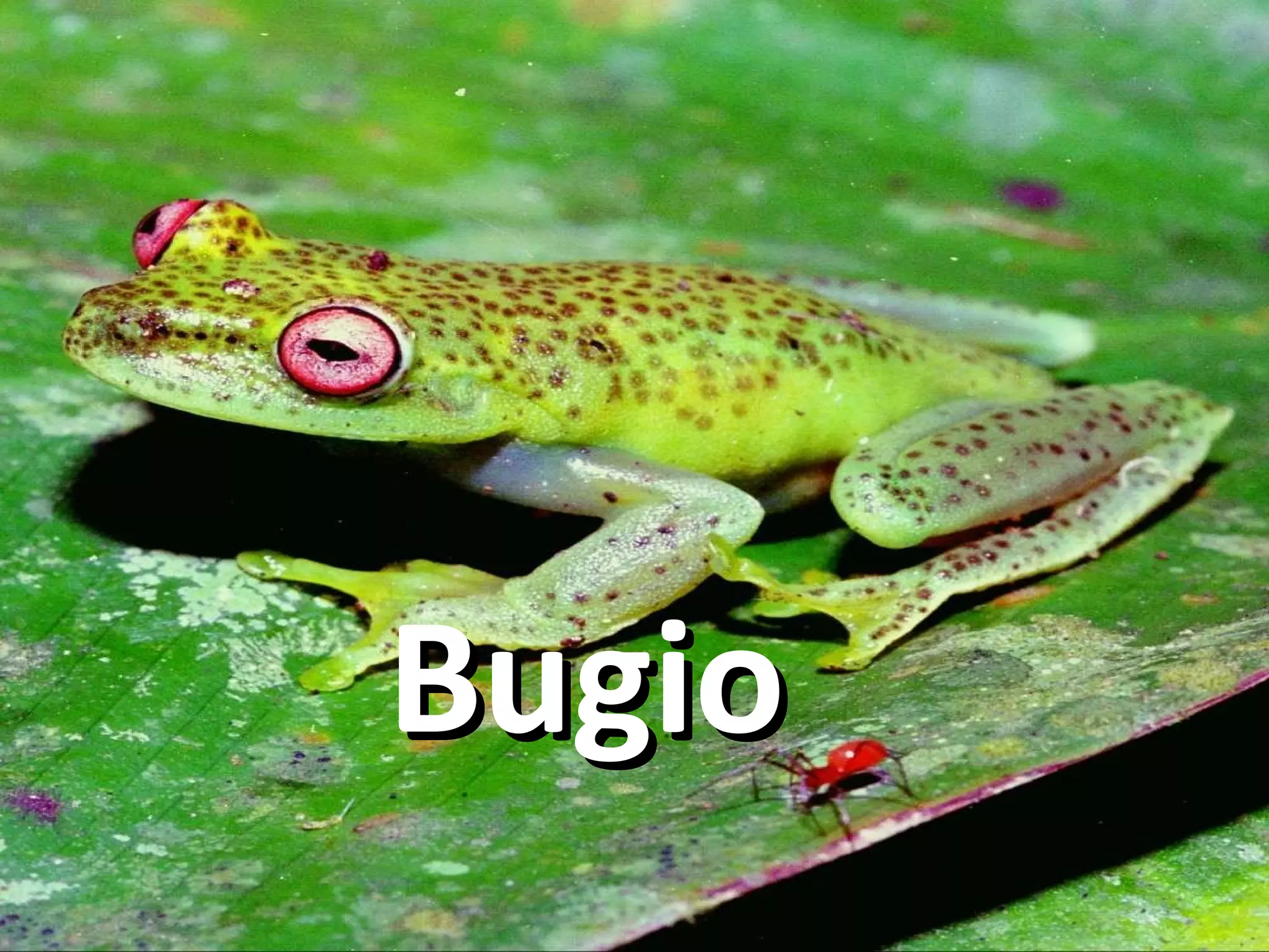 Bugio 