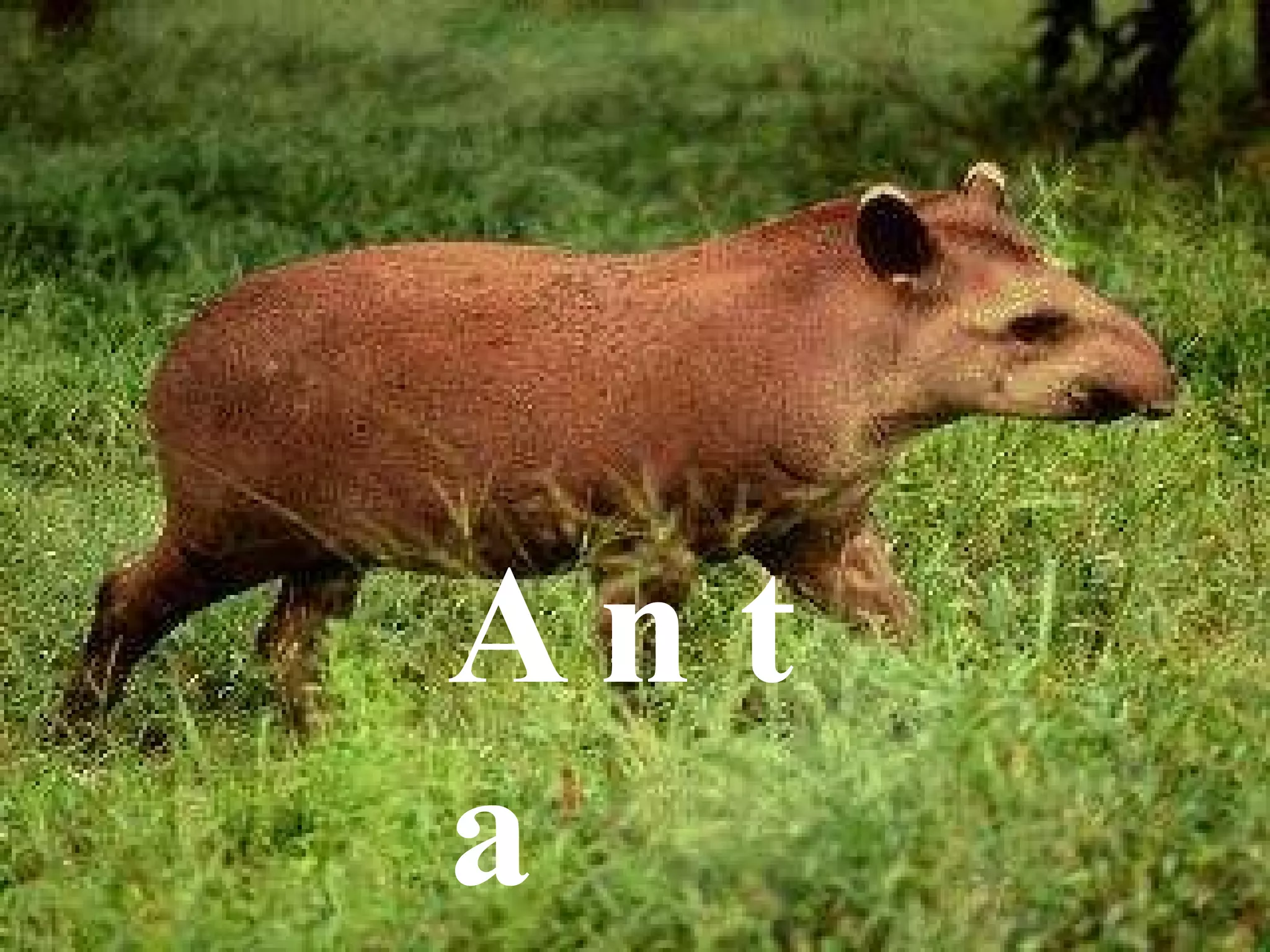 Anta 