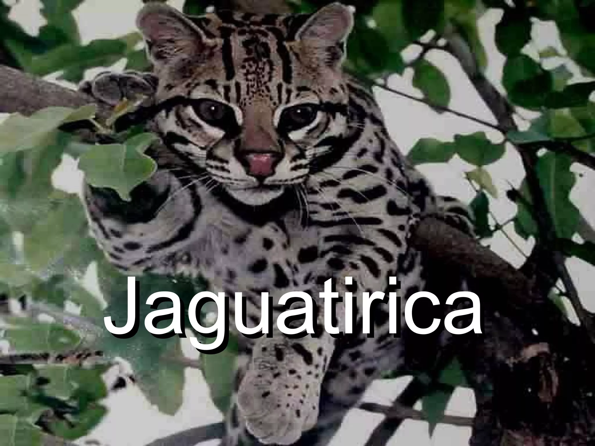 Jaguatirica  