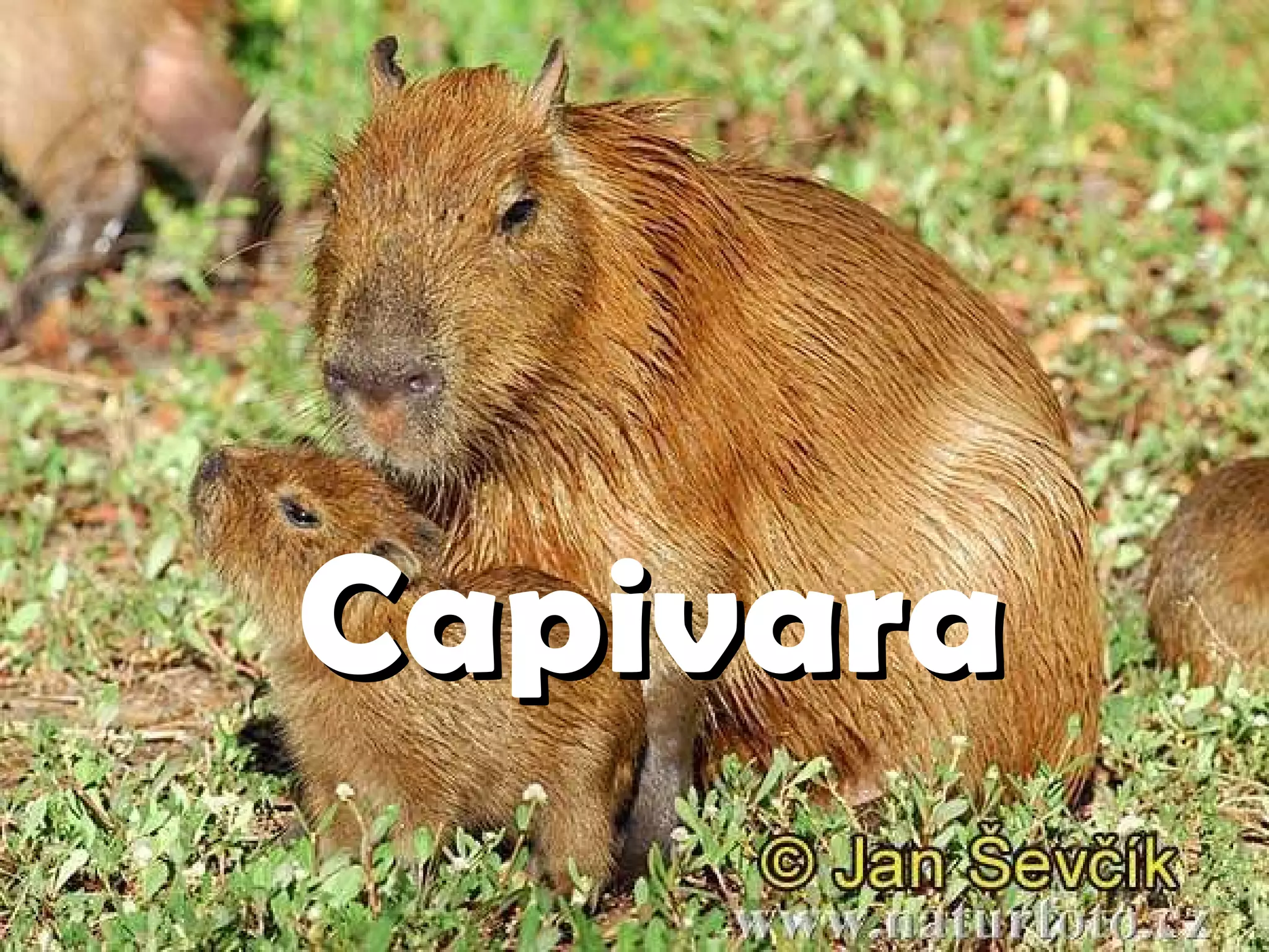 Capivara 
