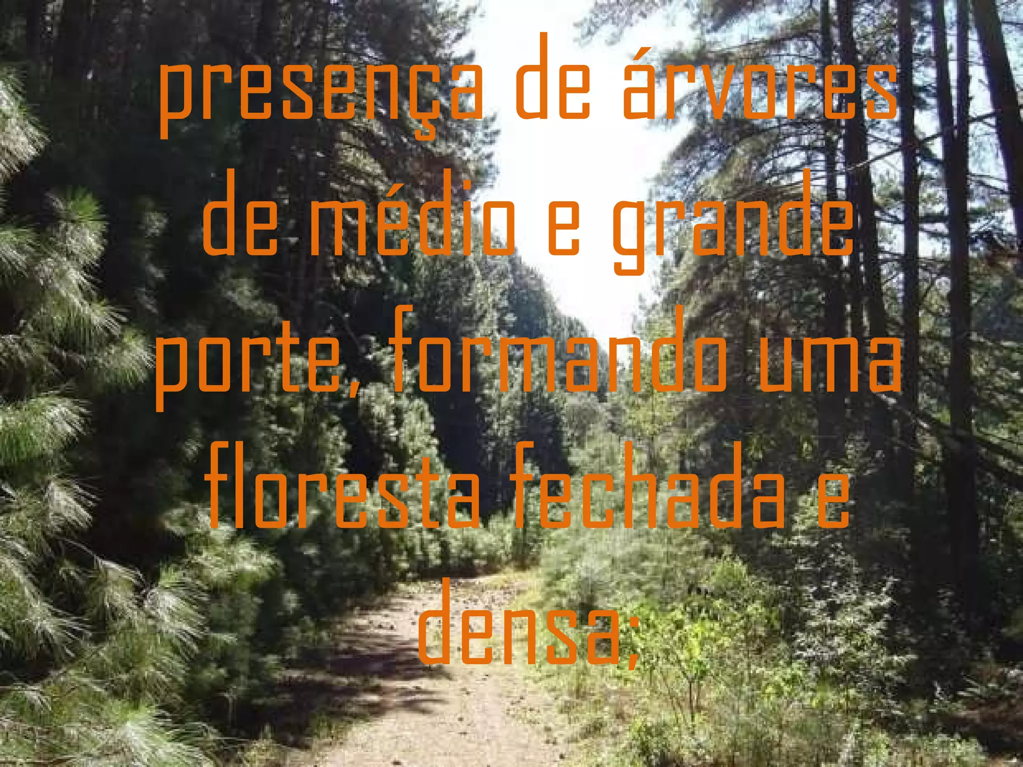 presença de árvores de médio e grande porte, formando uma floresta fechada e densa; 