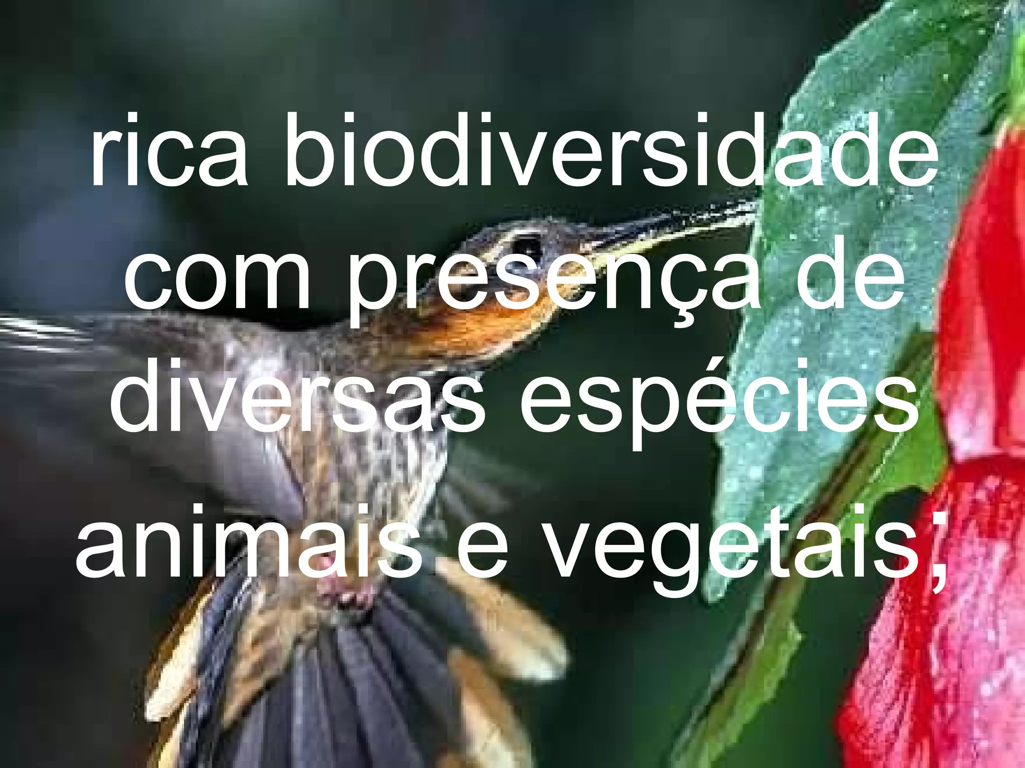 rica biodiversidade com presença de diversas espécies animais e vegetais ; 