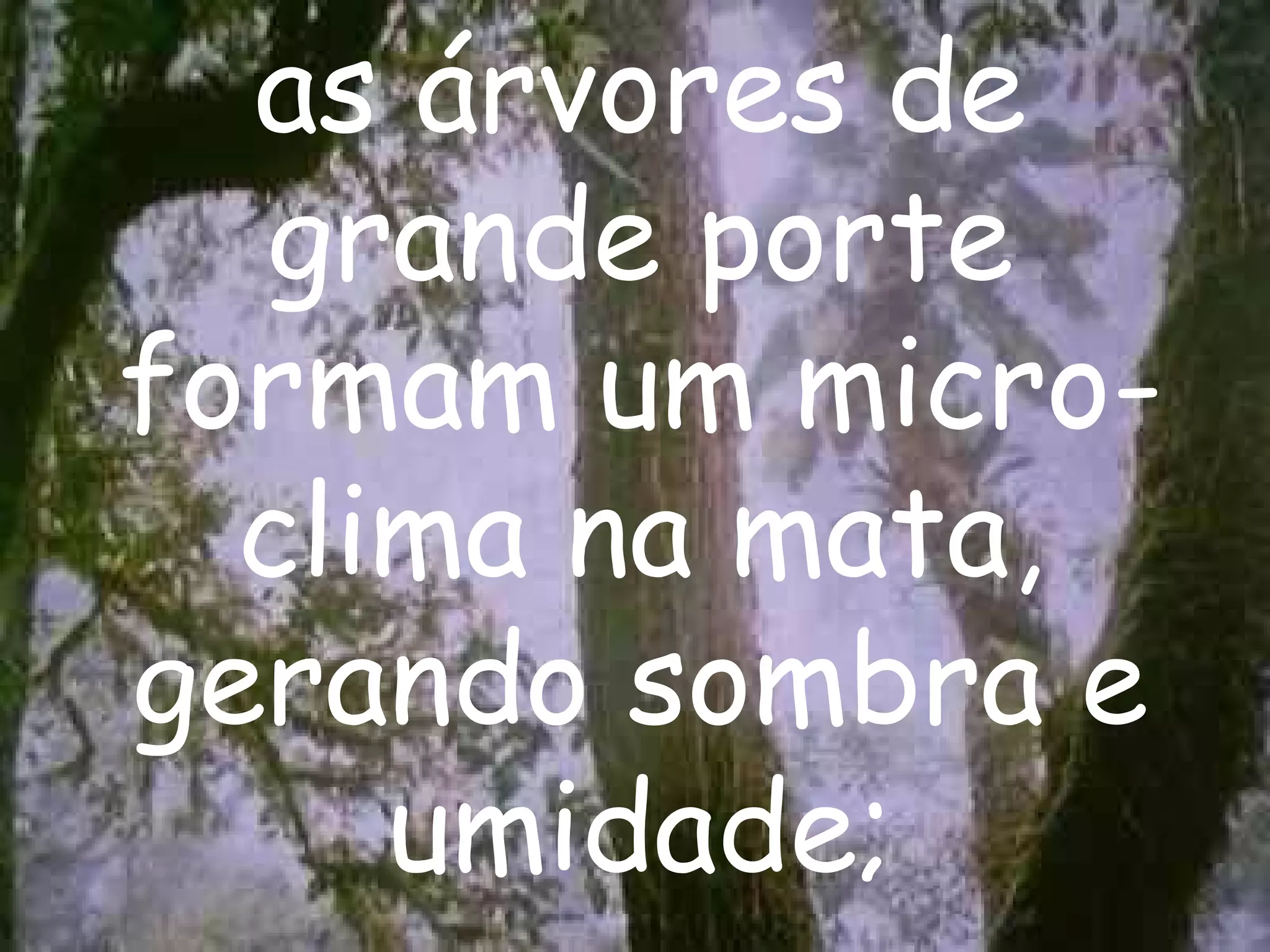 as árvores de grande porte formam um micro-clima na mata, gerando sombra e umidade; 