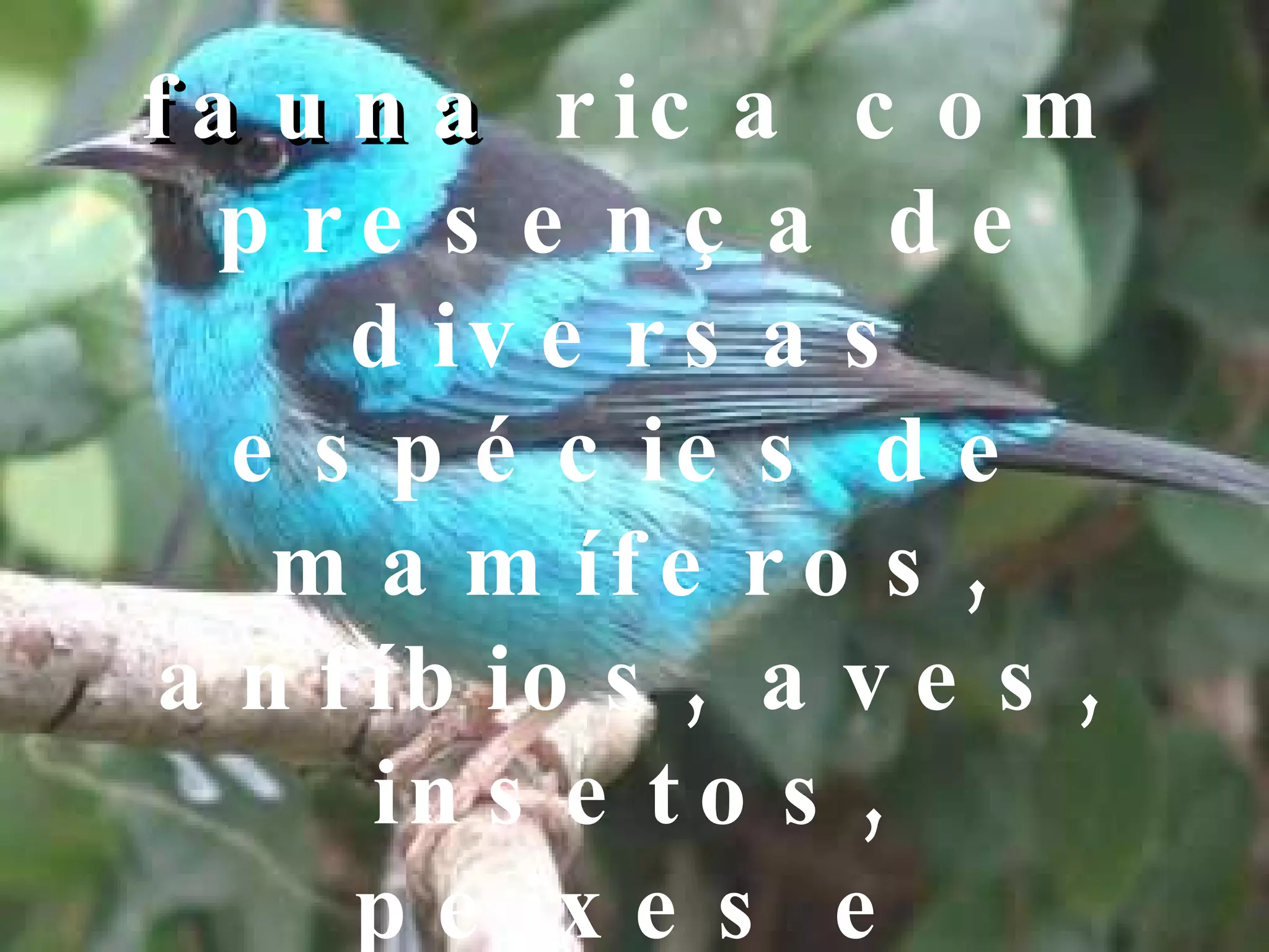 fauna  rica com presença de diversas espécies de mamíferos, anfíbios, aves, insetos, peixes e répteis. 