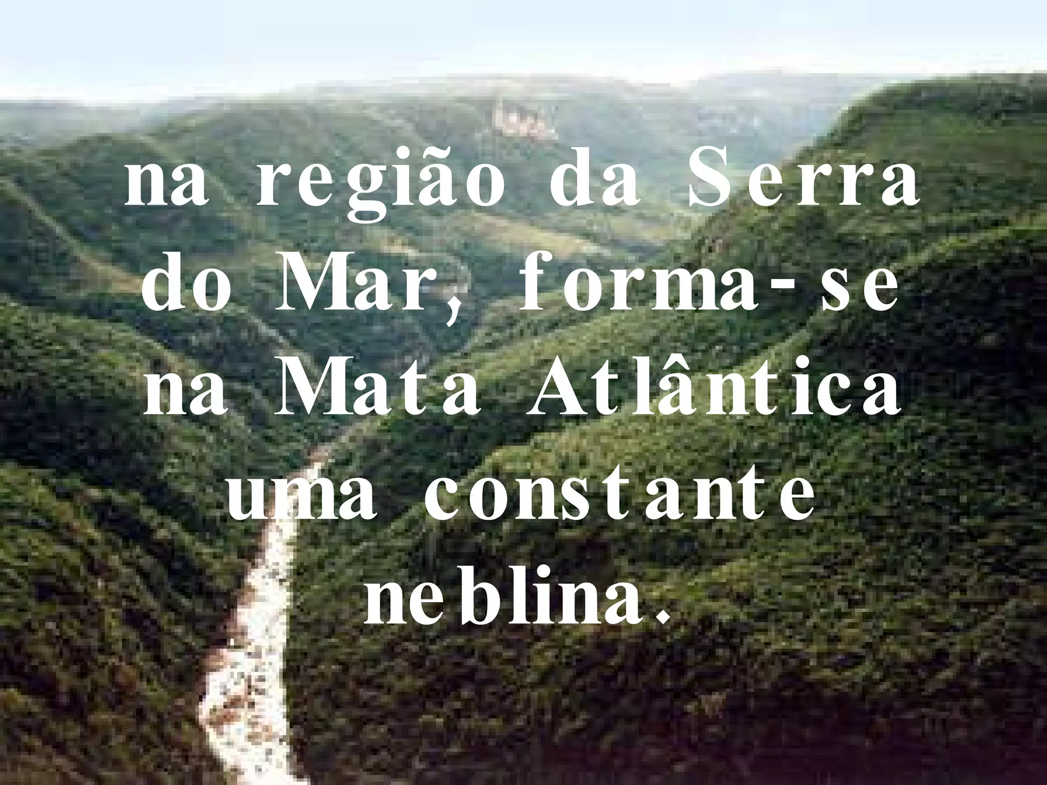 na região da Serra do Mar, forma-se na Mata Atlântica uma constante neblina. 