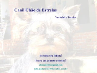 Escolha seu filhote! Entre em contato conosco! [email_address] [email_address] Yorkshire Terrier Canil Chão de Estrelas 