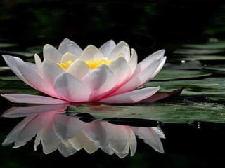 FOTOS  COM  A MÚSICA BRINCAR DE VIVER