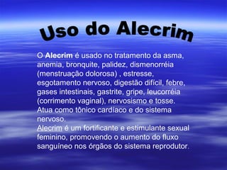 O Alecrim é usado no tratamento da asma,
anemia, bronquite, palidez, dismenorréia
(menstruação dolorosa) , estresse,
esgotamento nervoso, digestão difícil, febre,
gases intestinais, gastrite, gripe, leucorréia
(corrimento vaginal), nervosismo e tosse.
Atua como tônico cardíaco e do sistema
nervoso.
Alecrim é um fortificante e estimulante sexual
feminino, promovendo o aumento do fluxo
sanguíneo nos órgãos do sistema reprodutor.
 