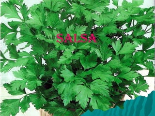 SALSA
 