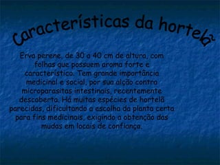 Erva perene, de 30 a 40 cm de altura, com
folhas que possuem aroma forte e
característico. Tem grande importância
medicinal e social, por sua alção contra
microparasitas intestinais, recentemente
descoberta. Há muitas espécies de hortelã
parecidas, dificultando a escolha da planta certa
para fins medicinais, exigindo a obtenção das
mudas em locais de confiança.
 