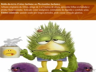 Boldo-da-terra (Coleus barbatus ou Plectranthus barbatus)
Arbusto originário da África, atinge de 1 a 2 metros de altura, apresenta folhas aveludadas e
produz flores azuladas. Indicado como analgésico, estimulante da digestão e combate azias.
Efeitos colaterais: quando usado por longos períodos, pode causar irritação gástrica.
 