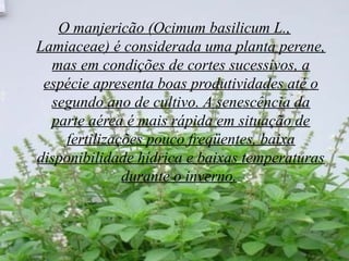 O manjericão (Ocimum basilicum L.,
Lamiaceae) é considerada uma planta perene,
mas em condições de cortes sucessivos, a
espécie apresenta boas produtividades até o
segundo ano de cultivo. A senescência da
parte aérea é mais rápida em situação de
fertilizações pouco freqüentes, baixa
disponibilidade hídrica e baixas temperaturas
durante o inverno.
 