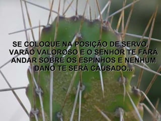 SE COLOQUE NA POSIÇÃO DE SERVO, VARÃO VALOROSO E O SENHOR TE FARÁ ANDAR SOBRE OS ESPINHOS E NENHUM DANO TE SERÁ CAUSADO... 