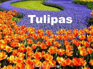 Tulipas 1 Cláudia Pimenta 