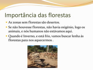 Importância das florestasAs zonas sem florestas são desertos.Se não houvesse florestas, não havia oxigénio, logo os animais, e nós humanos não estávamos aqui.Quando é Inverno, e está frio, vamos buscar lenha ás florestas para nos aquecermos .
