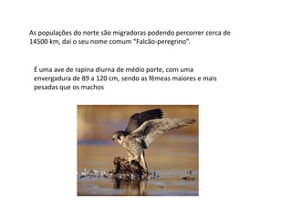 As populações do norte são migradoras podendo percorrer cerca de 14500 km, daí o seu nome comum “Falcão-peregrino”. É uma ave de rapina diurna de médio porte, com uma envergadura de 89 a 120 cm, sendo as fêmeas maiores e mais pesadas que os machos 