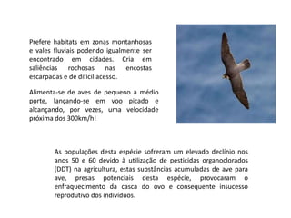 Prefere habitats em zonas montanhosas e vales fluviais podendo igualmente ser encontrado em cidades. Cria em saliências rochosas nas encostas escarpadas e de difícil acesso.Alimenta-se de aves de pequeno a médio porte, lançando-se em voo picado e alcançando, por vezes, uma velocidade próxima dos 300km/h! As populações desta espécie sofreram um elevado declínio nos anos 50 e 60 devido à utilização de pesticidas organoclorados (DDT) na agricultura, estas substâncias acumuladas de ave para ave, presas potenciais desta espécie, provocaram o enfraquecimento da casca do ovo e consequente insucesso reprodutivo dos indivíduos. 