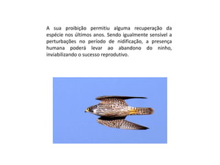 A sua proibição permitiu alguma recuperação da espécie nos últimos anos. Sendo igualmente sensível a perturbações no período de nidificação, a presença humana poderá levar ao abandono do ninho, inviabilizando o sucesso reprodutivo.