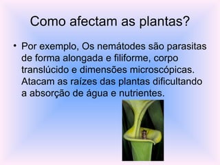 Como afectam as plantas? Por exemplo, Os nemátodes são parasitas de forma alongada e filiforme, corpo translúcido e dimensões microscópicas. Atacam as raízes das plantas dificultando a absorção de água e nutrientes. 