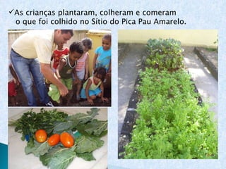 As crianças plantaram, colheram e comeram  o que foi colhido no Sítio do Pica Pau Amarelo. 