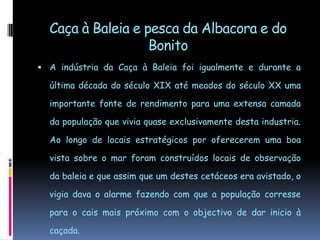Caça à Baleia e pesca da Albacora e do BonitoA indústria da Caça à Baleia foi igualmente e durante a última década do século XIX até meados do século XX uma importante fonte de rendimento para uma extensa camada da população que vivia quase exclusivamente desta industria. Ao longo de locais estratégicos por oferecerem uma boa vista sobre o mar foram construídos locais de observação da baleia e que assim que um destes cetáceos era avistado, o vigia dava o alarme fazendo com que a população corresse para o cais mais próximo com o objectivo de dar inicio à caçada.