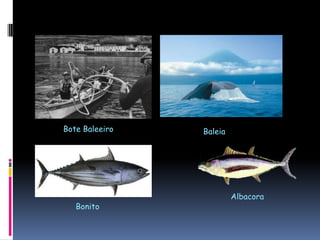 Bote BaleeiroBaleiaAlbacoraBonito