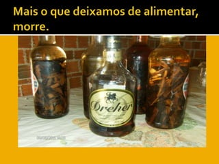 Mais o que deixamos de alimentar,morre.