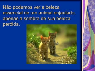 Não podemos ver a beleza essencial de um animal enjaulado, apenas a sombra de sua beleza perdida. 