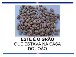 ESTE É O GRÃO  QUE ESTAVA NA CASA  DO JOÃO. 