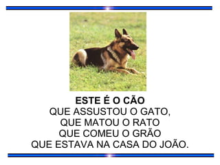 ESTE É O CÃO QUE ASSUSTOU O GATO, QUE MATOU O RATO QUE COMEU O GRÃO QUE ESTAVA NA CASA DO JOÃO. 