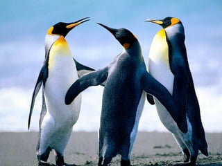 O Planeta e os seus encantos  \o/