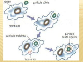 Sistema Imune_Lidiane