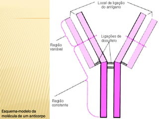 Esquema-modelo da
molécula de um anticorpo
 